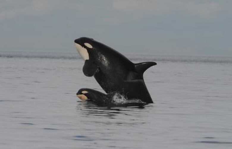 A mother killer whale breaches the water surface with one of her offspring by her side