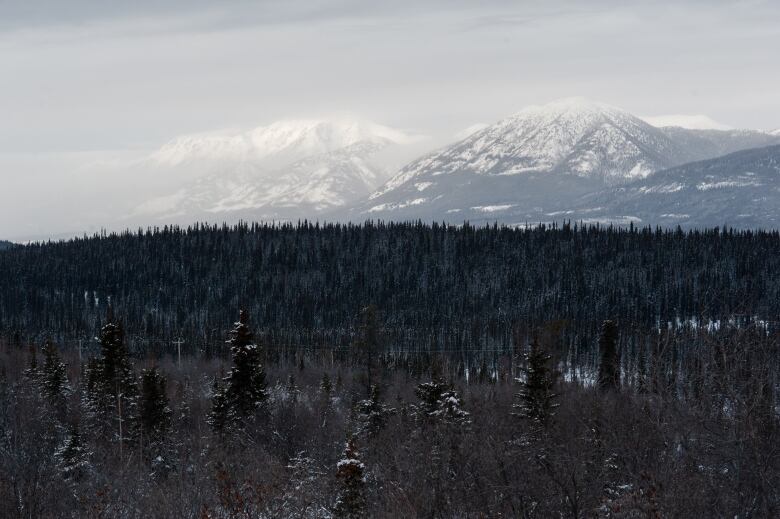 A dense forest in the foreground of snowcapped mountains.