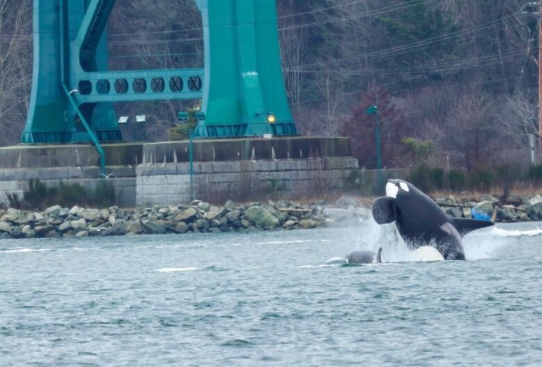 An orca was spotted in the inner harbour near Brockton Point in Vancouver's Stanley Park.