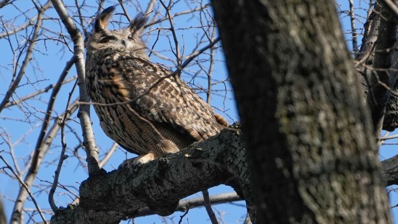 An owl perches on a tree branch.