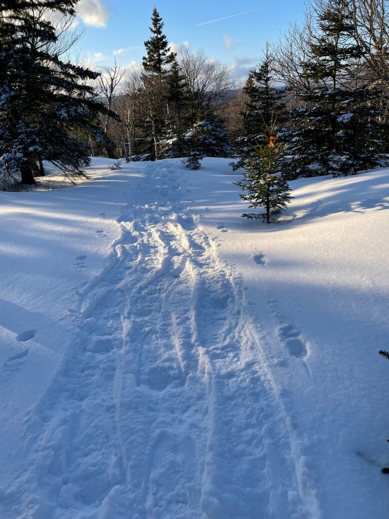 A snow covered trail with snowshoe prints leads to a wooded area. It is the trail the Smith and Soria followed, believing it was a snowmobile trail.