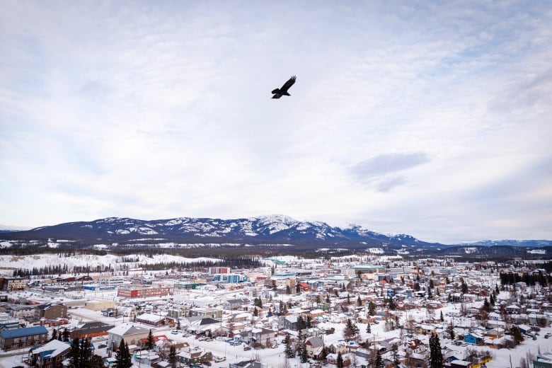 A raven flies over the city of Whitehorse with a snow-covered mountain range in the background. 