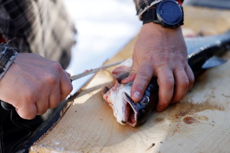 A fisher takes a knife to the stomach of a fish on a cutting board.