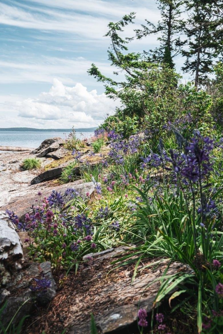 Flowers, grasses and trees grow amongst the rocks on the edge of a small island. 