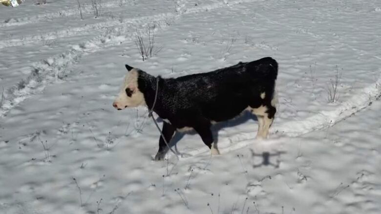 A small cow in a field of snow.