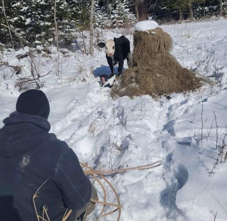 A man holds rope out in front of a small cow on a snow covered field.