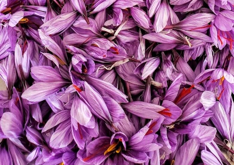 Pile of purple crocus flowers awaiting processing.