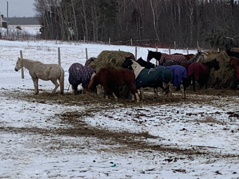 horses in a snowy pasture