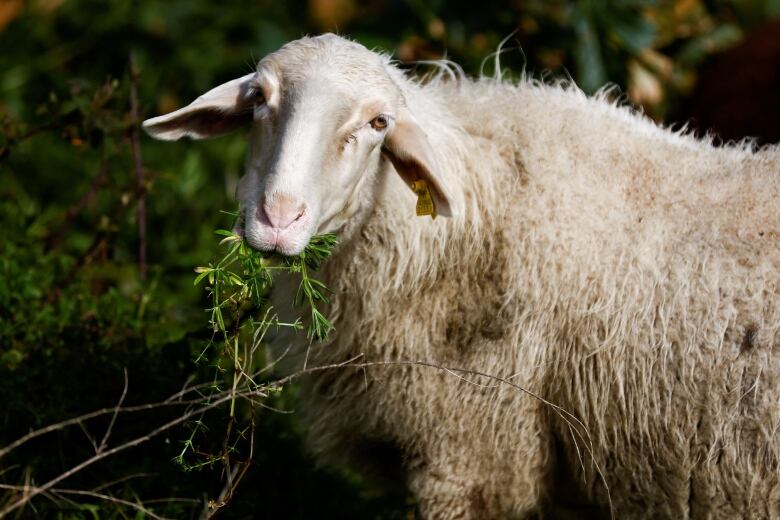 A sheep is seen grazing in an unexcavated area at the ruins of Pompeii, Italy.