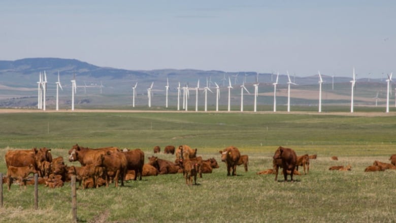 Cattle graze in front of a bank of wind turbines near Pincher Creek, Alta., in this file photo.