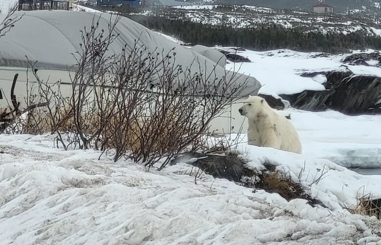 A polar bear sits in the snow.