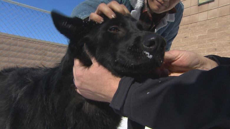 A dog is pictured being petted by two people.