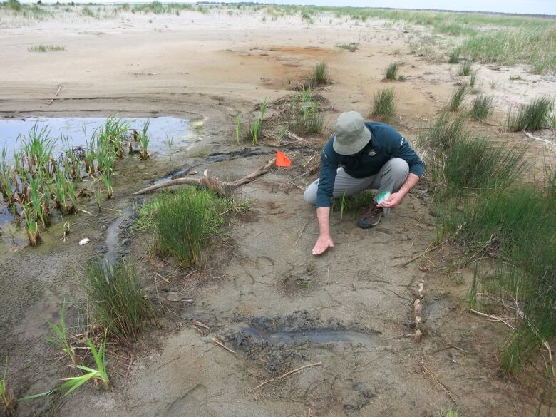 a man squats on a sandy beach as he plants a seedling of an aster.