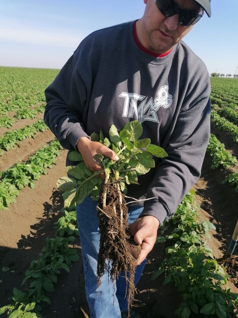 A man holds a potato plant.