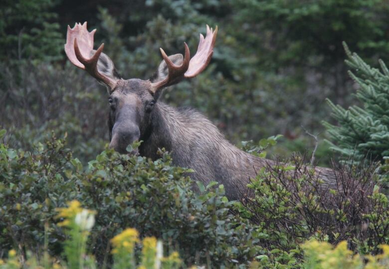 A large moose in the wild.