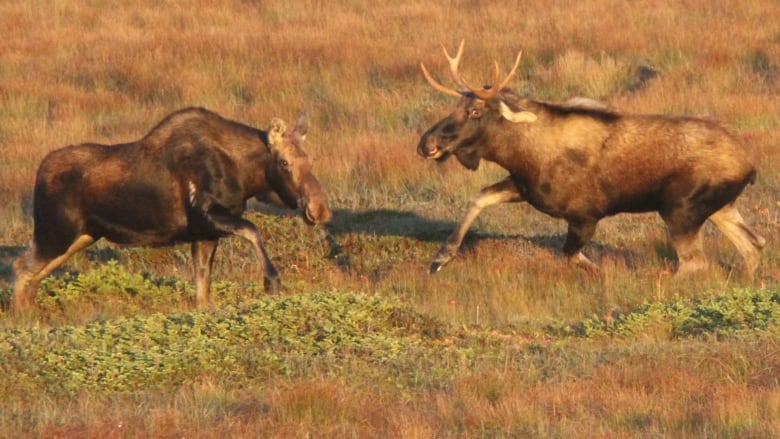 A young male and female moose run in the grass.