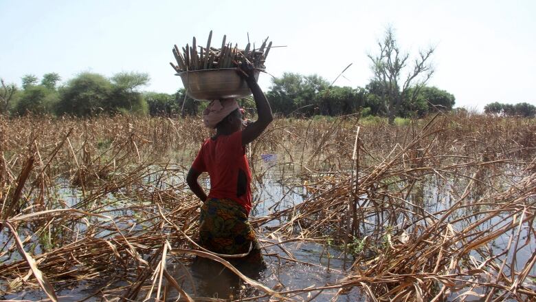 A Black woman with a basket on her head wades through a flooded field.