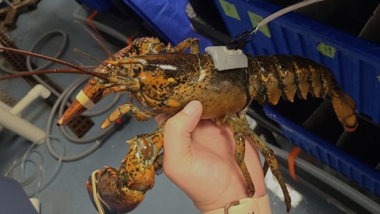 A hand holding a lobster connected to a wire.