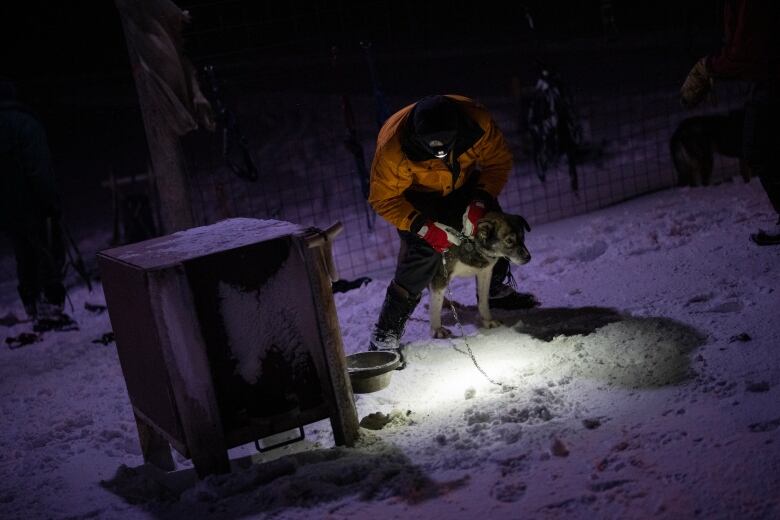 A man pets a sled dog. They are outside in winter, preparing for a sled dog trip. 