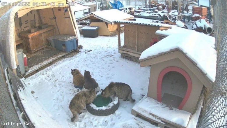 Several cats eat on the ground near housing within an enclosed area.