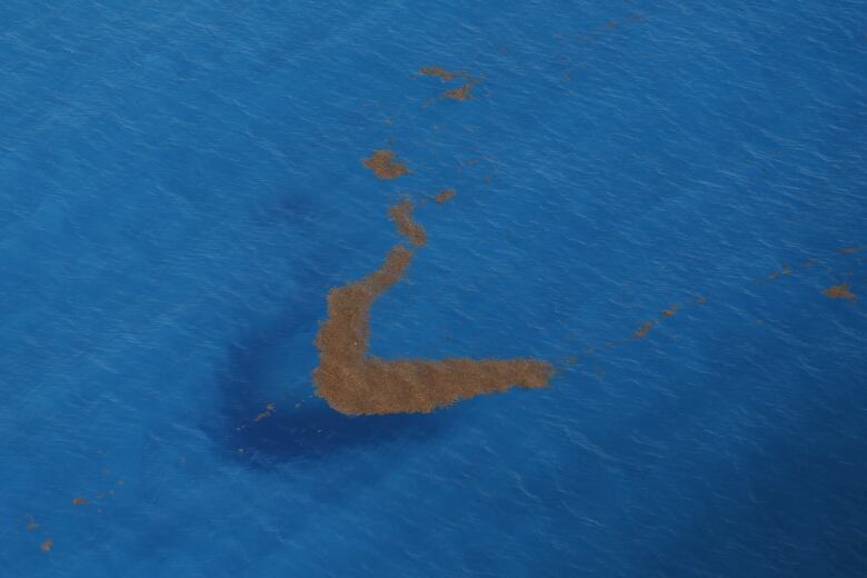 Brownish-green sargassum is seen floating in the blue ocean.