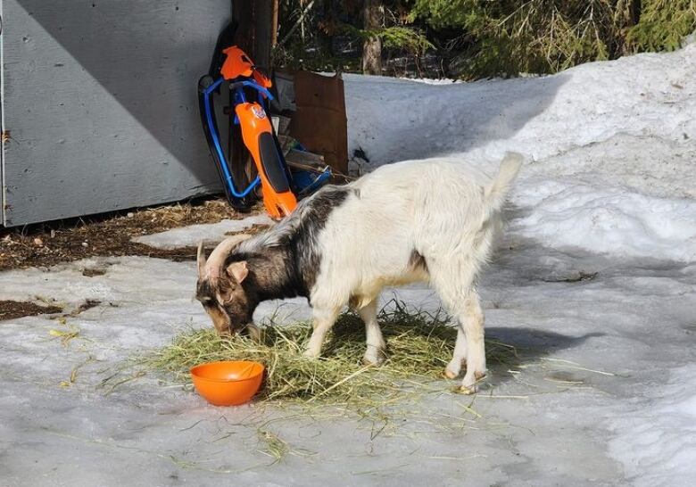 A goat eats hay.