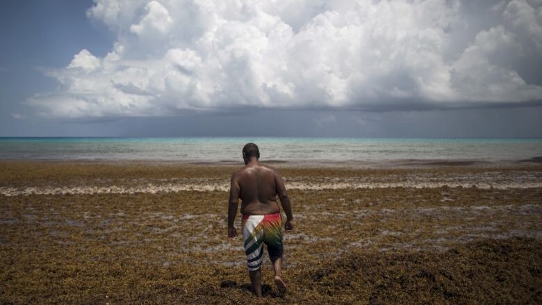 A Black man walks along the beach covered with greenish-brown sargassum with the blue ocean in the distance.