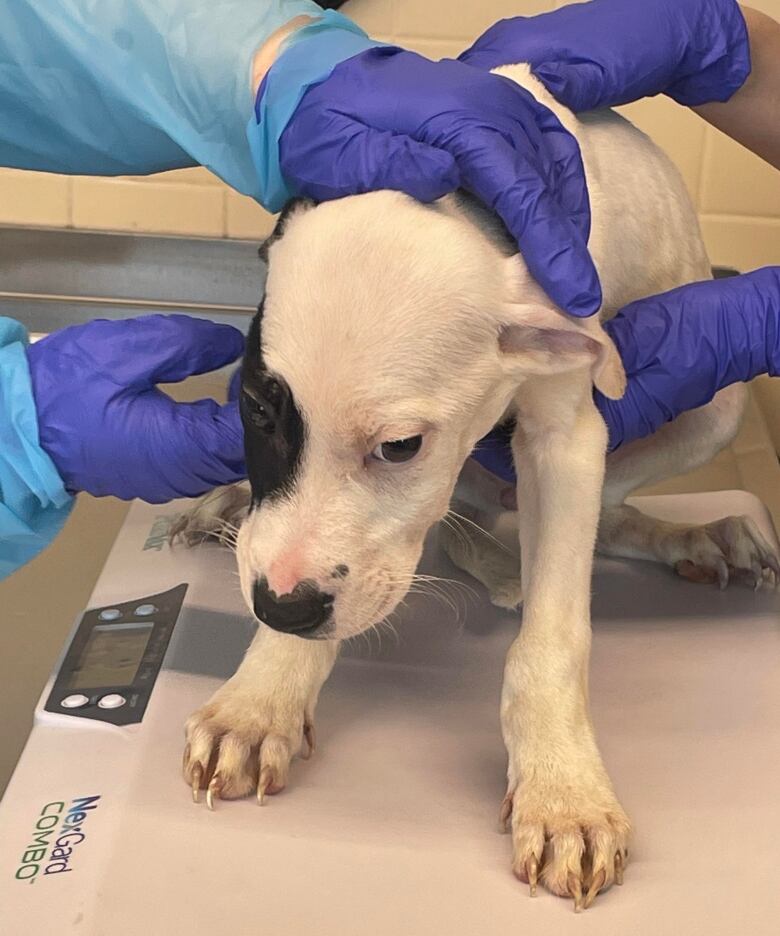 A white puppy with black patches is tended to by veterinarians. The close up photo shows the dog sitting on a table and four hands in purple latex gloves touching it.