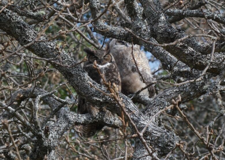 An older owl and a young owl sit on a branch.