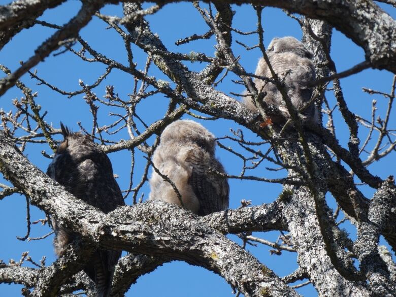 Three owls sit in a tree.