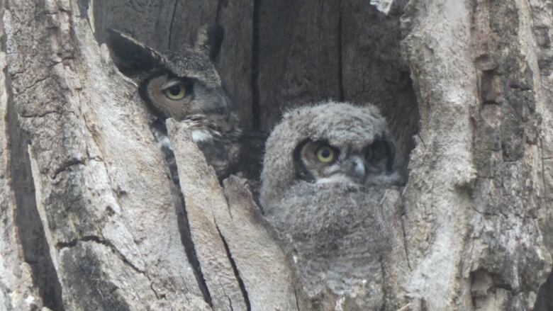 An adult great horned owl sits next to an owlet in a tree