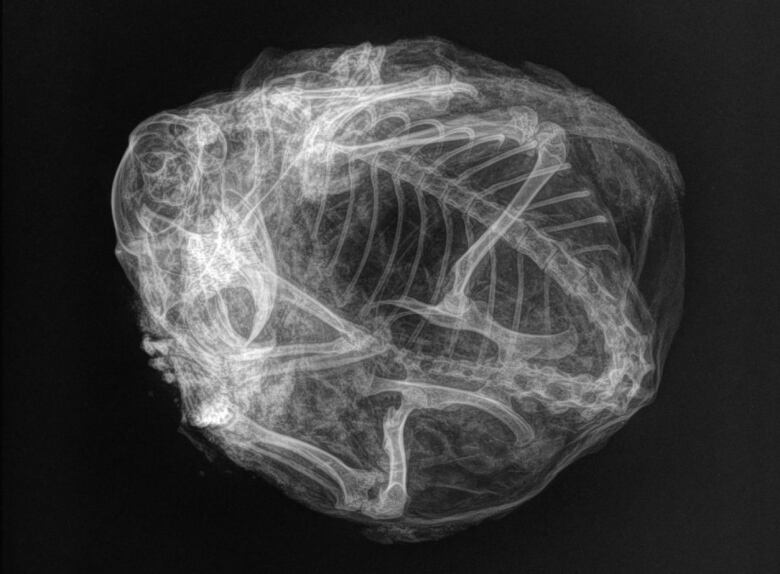 An X-ray image of a small animal curled up in a ball.