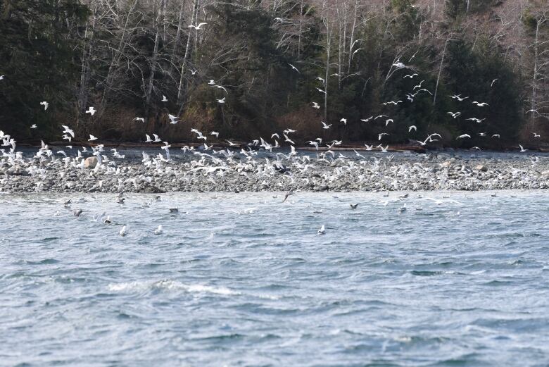 Thousands of gulls hover over the ocean