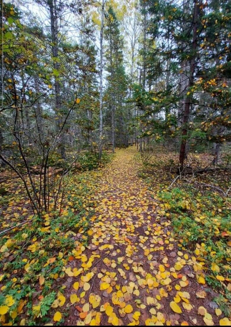 A hiking trail with leaf foliage, with yellow and orange leaves on the ground. 