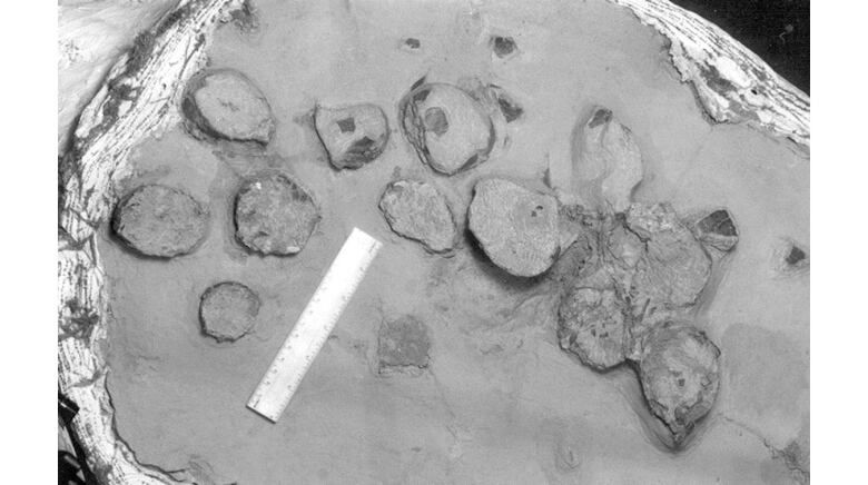 A black and white image of fossil eggs with a ruler to show their scale