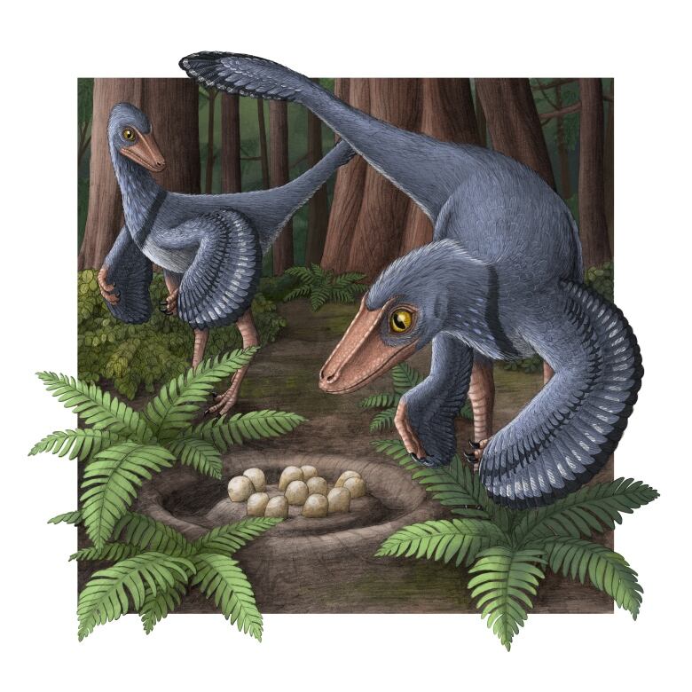 A drawing shows two bird-like, feathered dinosaurs near a nest full of eggs