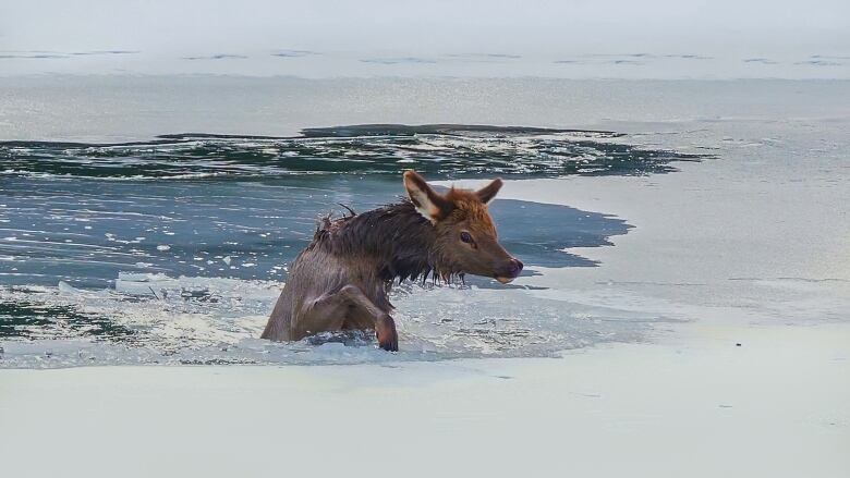 An elk calf tries to pull itself on to stable ice on the frozen Bow River. 