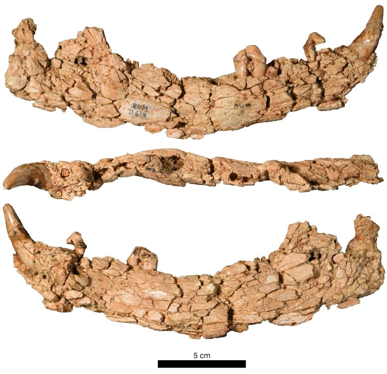 A fossil wolf jaw with a rough texture is seen from different angles