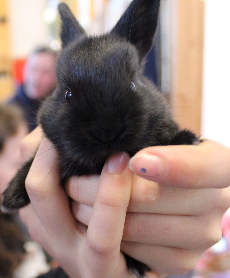 A small, black bunny is held up by two hands.