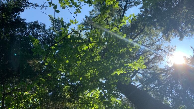 Sunbeams are seen shining through green tree leaves. The blue sky can be seen behind the trees.