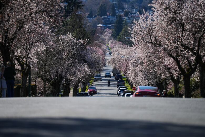 A person stands in the middle of the street, under an incline with cars parked around them, while photographing cherry blossom trees in Vancouver.