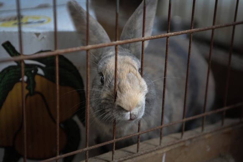 A light brown rabbit sticks its nose between the bars of its cage