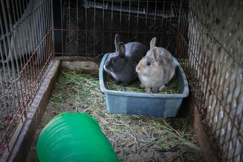 Two rabbits sit in a bin ful of grass