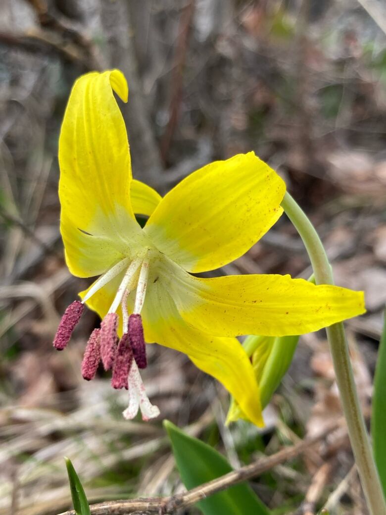  A yellow glacier lily