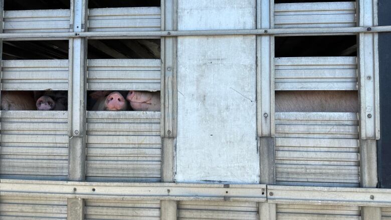 Pigs are in a truck.