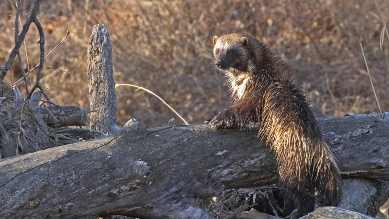 A small wolverine with wet fur perches on a log in frozen marshland. 