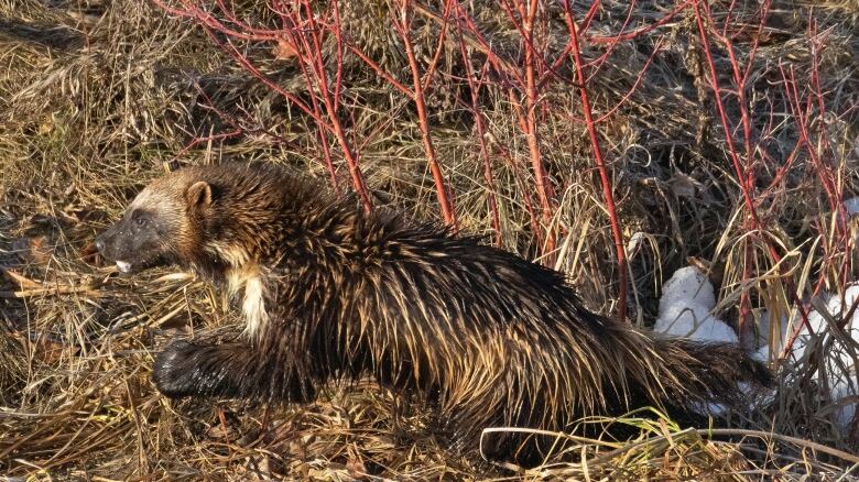 The small wolverine is seen in profile mid-leap amid wet grass. 