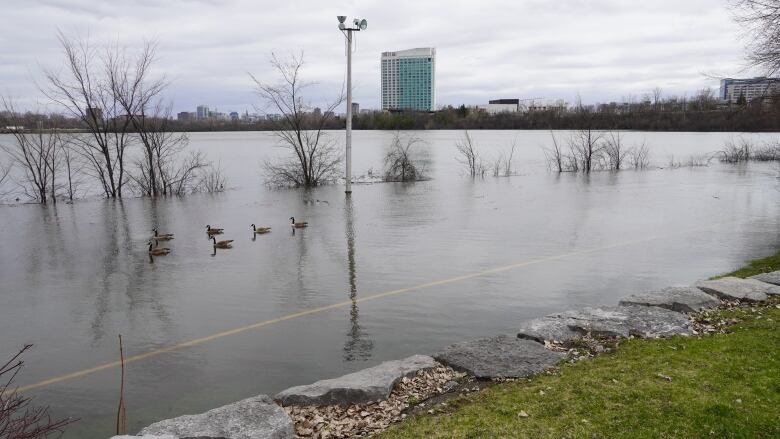 Geese swim through the water on top of a bike path.