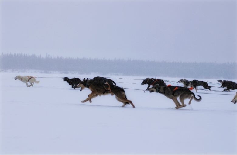 A group of sled dogs race off. 