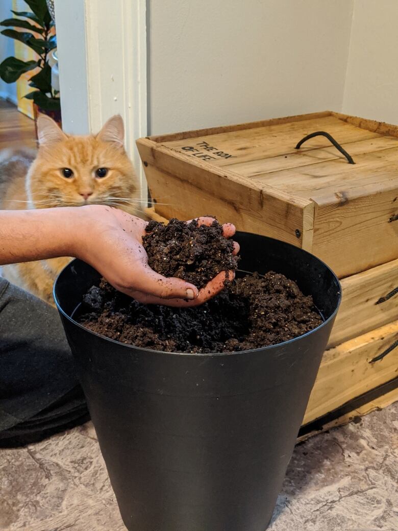 A cat, a box, and a bucket of dirt and worms with a hand.